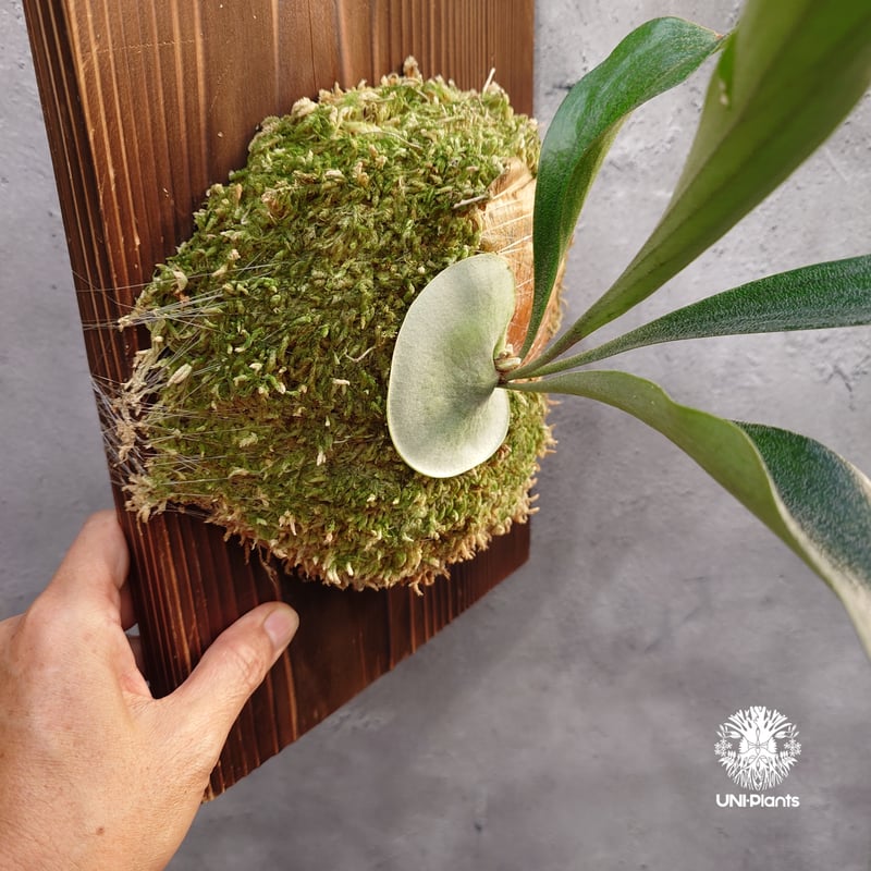 国内繁殖株・一点物】Platycerium sp.｜希少株｜(P.bifurcatum cv