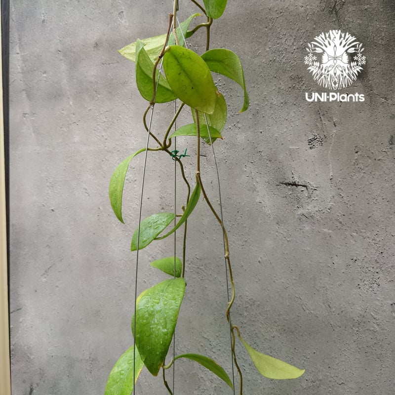 初入荷 希少! Hoya mindorensis dark ホヤミンドレンシス ダーク
