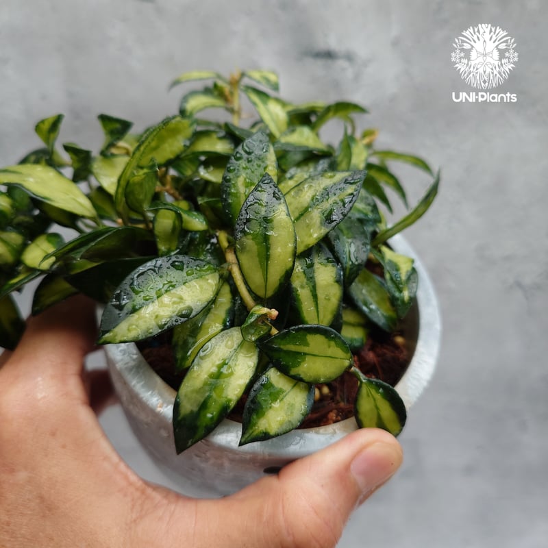 ホヤ　ラクノーサ　中斑種の３種セット Hoya Lacunosa Bruno ホヤ ラクノーサ ブルーノ 斑入り ホヤ植物 ホヤ