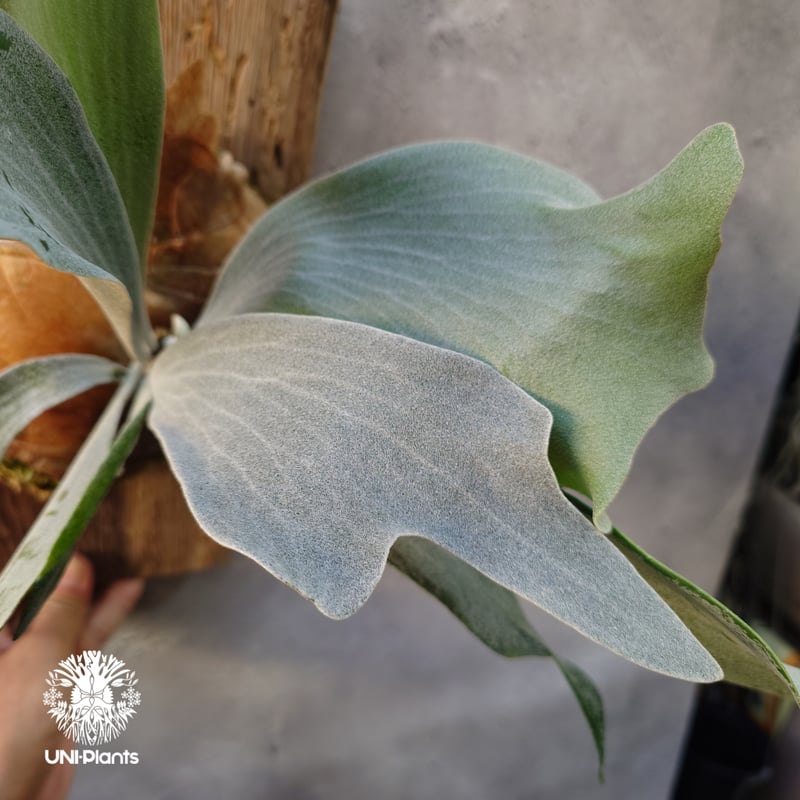 Platycerium willinckii cv.Griffin (pup) ビカクシダ ウ