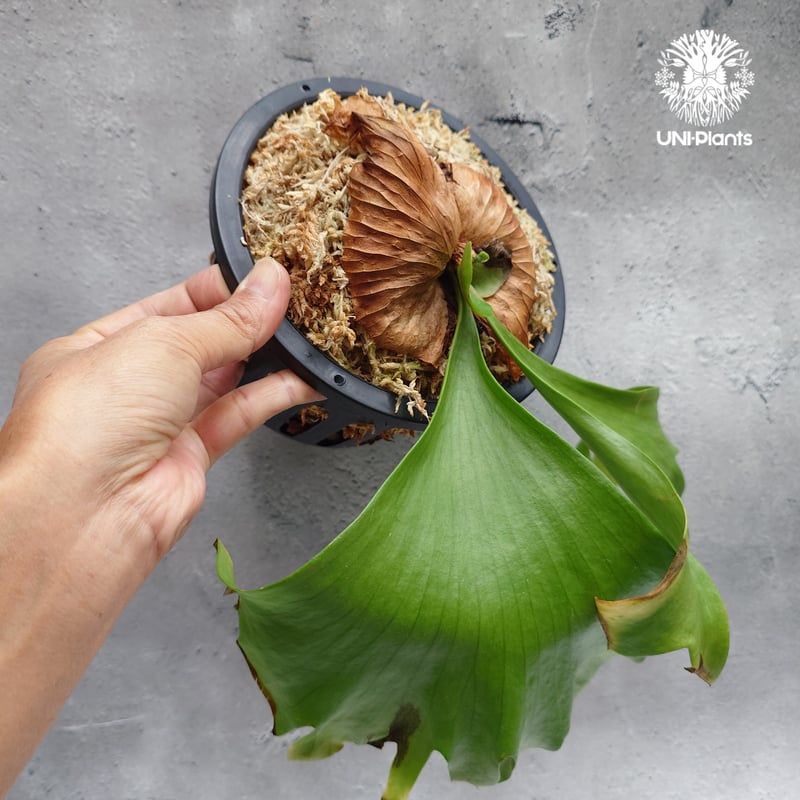 タイ直輸入・現地選抜】ビカクシダ コロナリウム レサシャ｜希少種