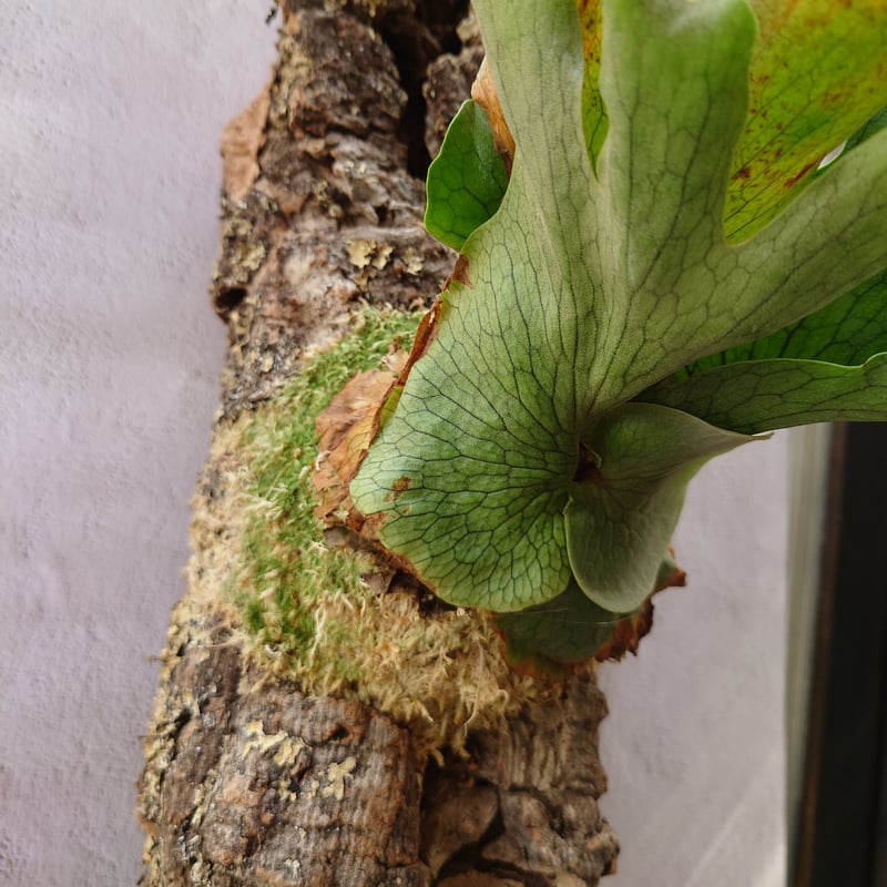 ビカクシダの女王 ワンダエ　Platycerium wandae⑧ ビカクシダ ワンダエ Platycerium wandae コウモリラン