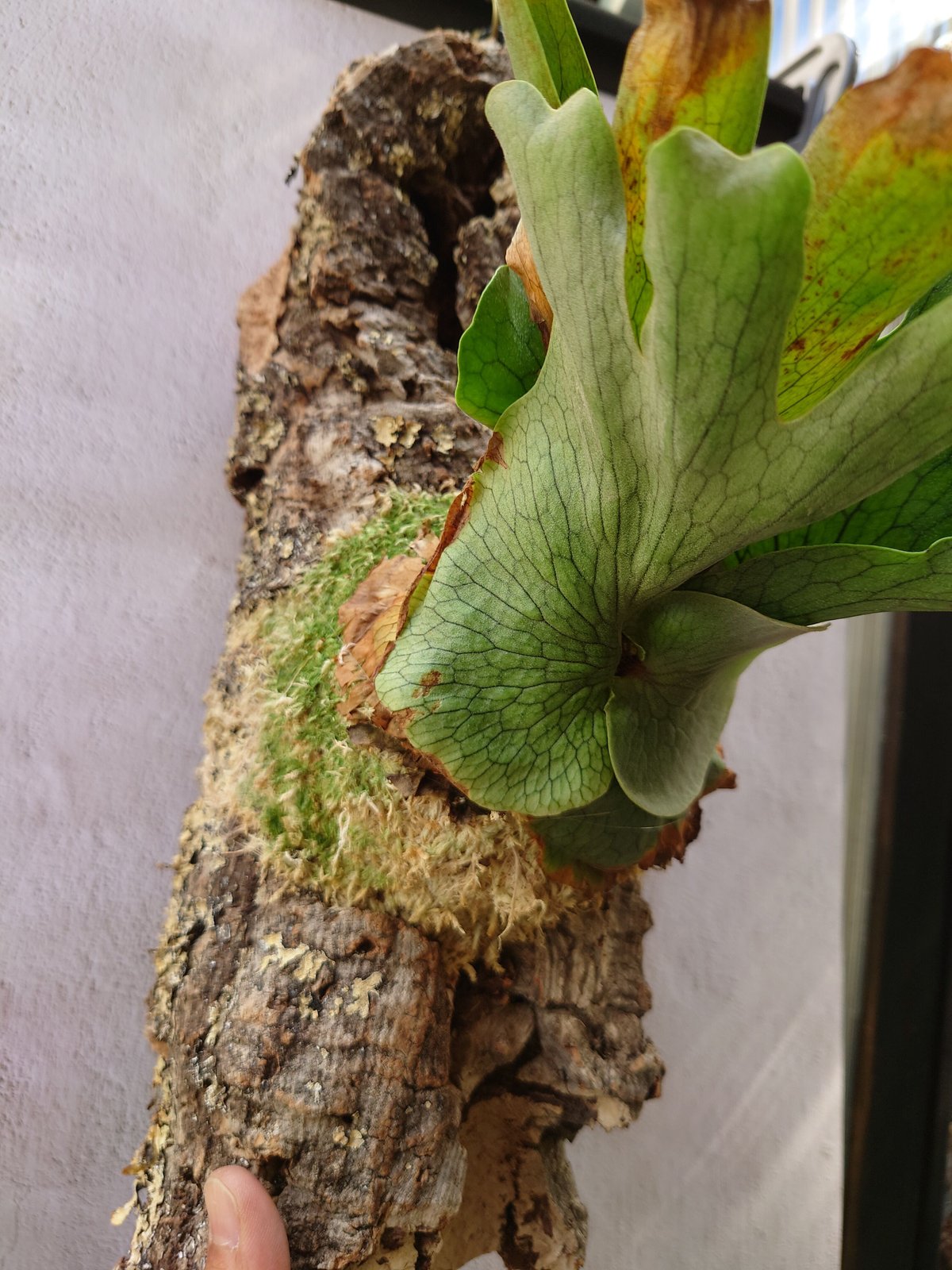 P. wandae【ビカクシダ　ワンダエ】 Amazon｜【Plants Links】ビカクシダ ワンダエ ドワーフ wandae