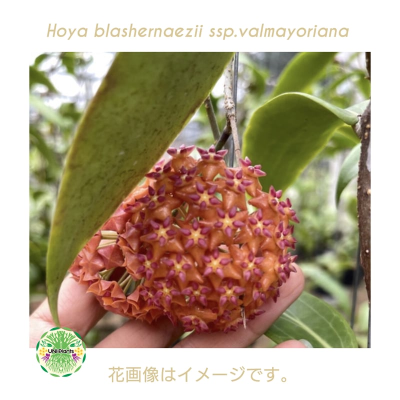 花座付き! Hoya blashernaezii ssp.valmayoriana ホヤ ブ