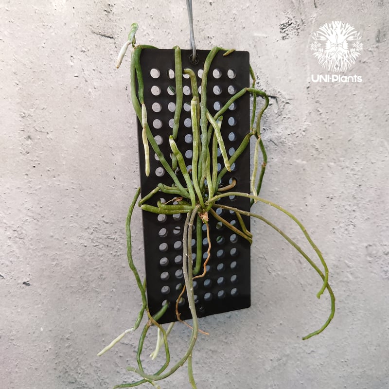 Chiloschista parishii `Nakornpanom`キロスキスタ パリシー