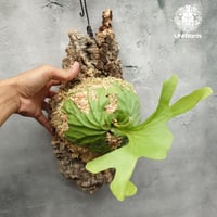 ビカクシダ キッチャクード シンリーフ Platycerium Kitshakood thin