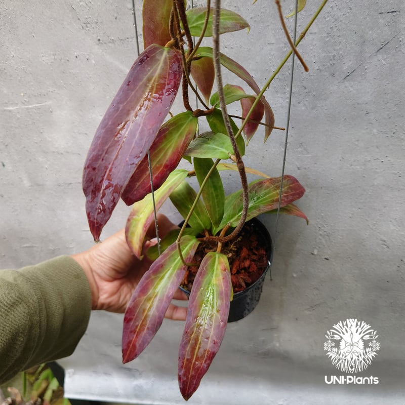 Hoya bordenii ホヤ ボルデニー 希少 ホヤ植物 ホヤの花 珍しい 希少な