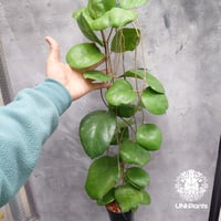 Hoya Ricardo ホヤ植物 ホヤの花 希少な植物 Hoyaplants Hoya