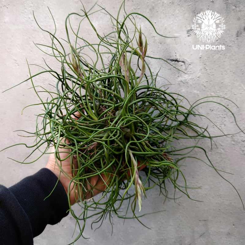 Tillandsia bulbosa チランジア ブルボーサ 大株 インテリア植物 Tillandsia bulbosa チランジア ブルボーサ 大株 インテリア植物