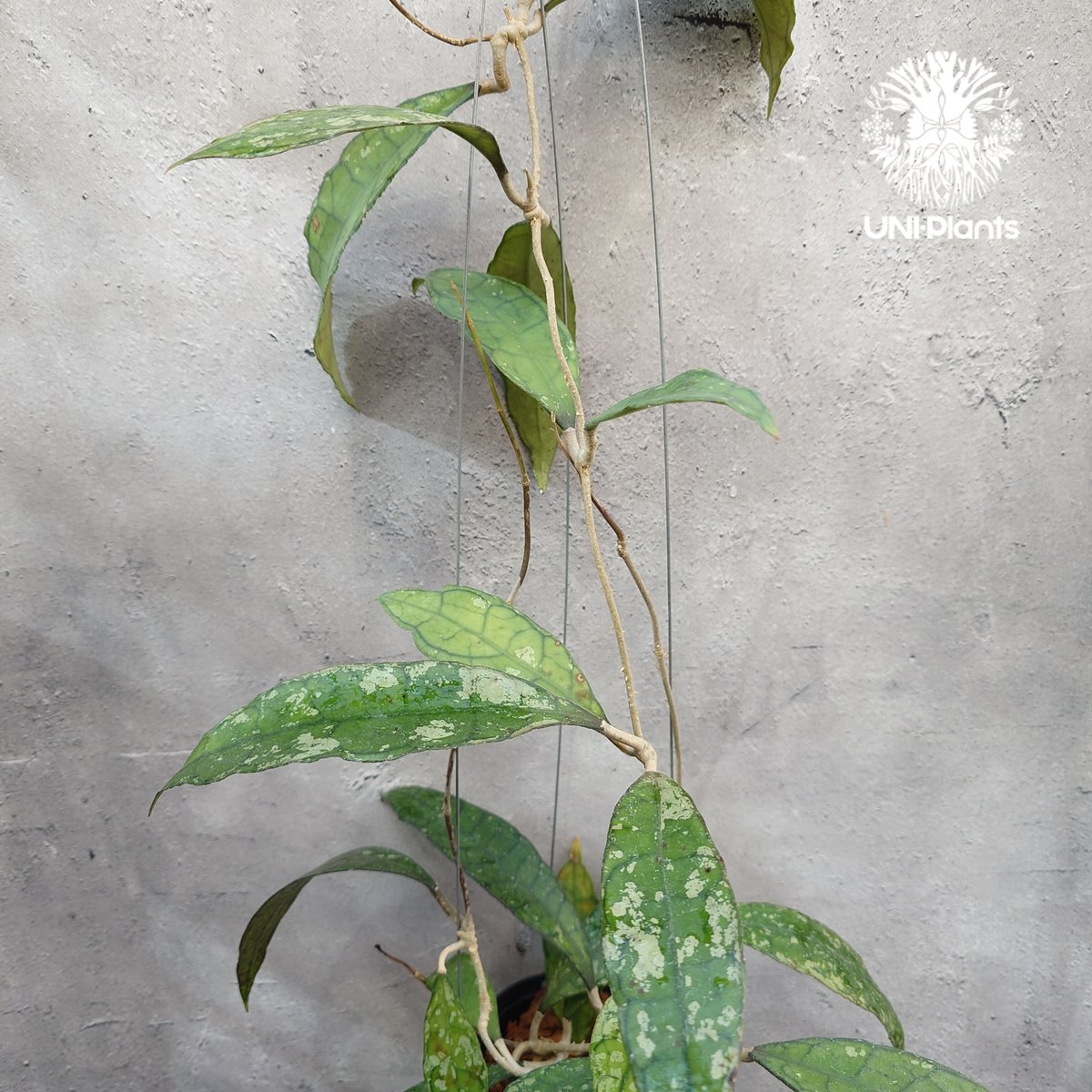 Hoya finlaysonii black leaves splash 希少 ホヤ フィレン