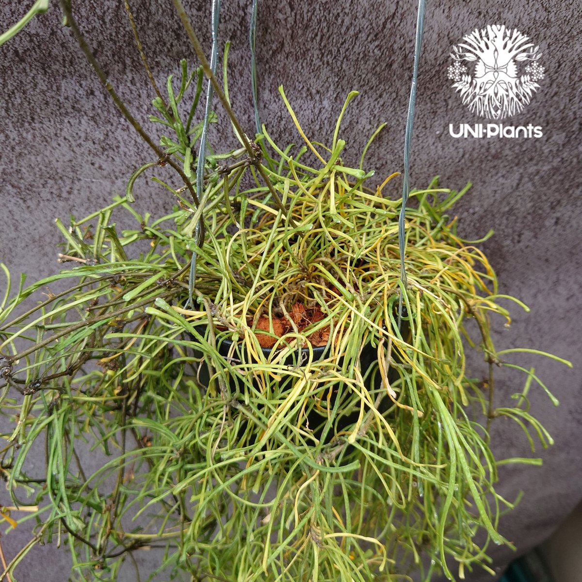 HOYA レツーサ　 250808 13 HOYA レツーサ 250808 13 HOYA レツーサ 250808 13 ホヤ レツーサ