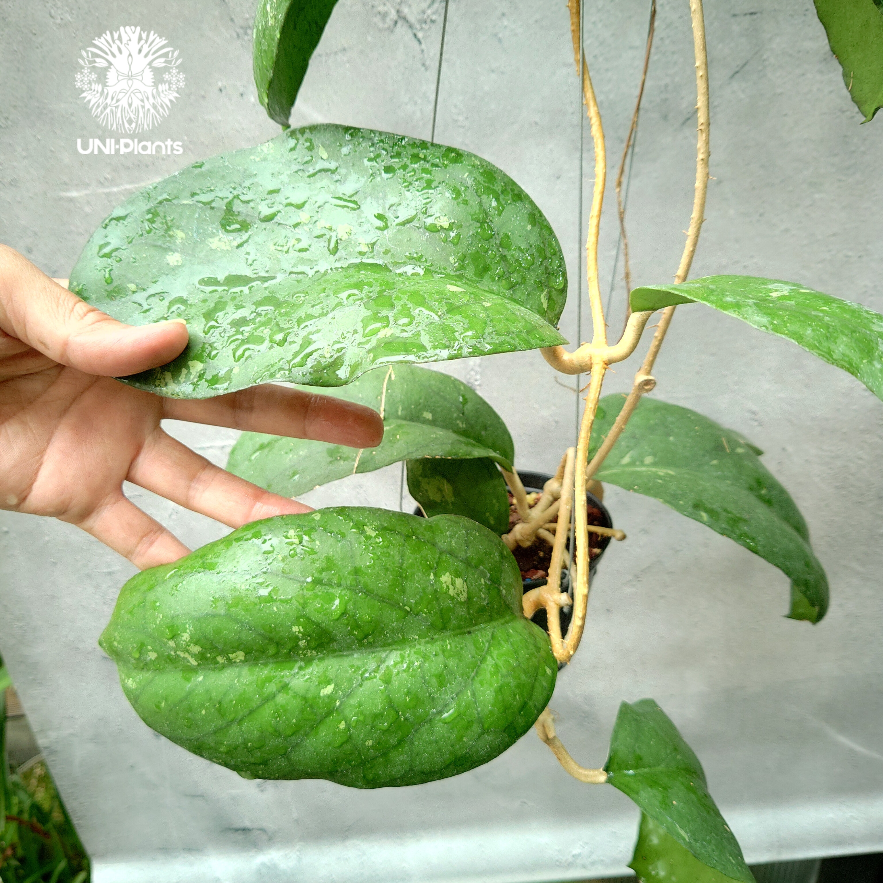 Hoya cv.elephant(AH027) Hoya priktai or Hoya AH