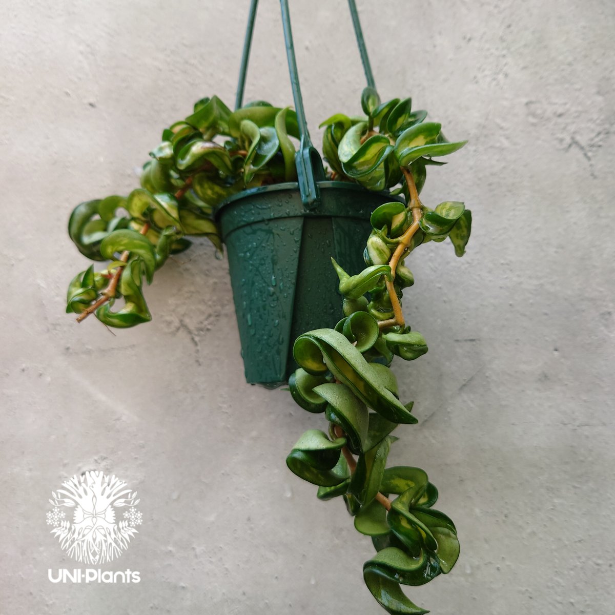 Hoya carnosa compacta variegated ホヤ カルノーサ コンパクタ