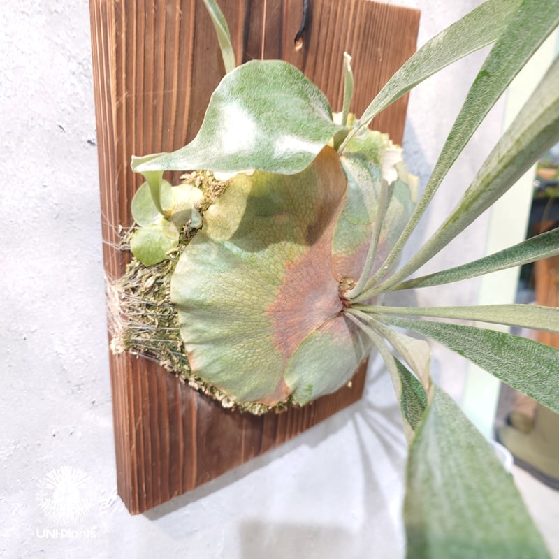 ビカクシダ　P.bifurcatum old type 　希少株　株分け品 国内繁殖株・一点物】Platycerium sp.｜希少株｜(P.bifurcatum cv