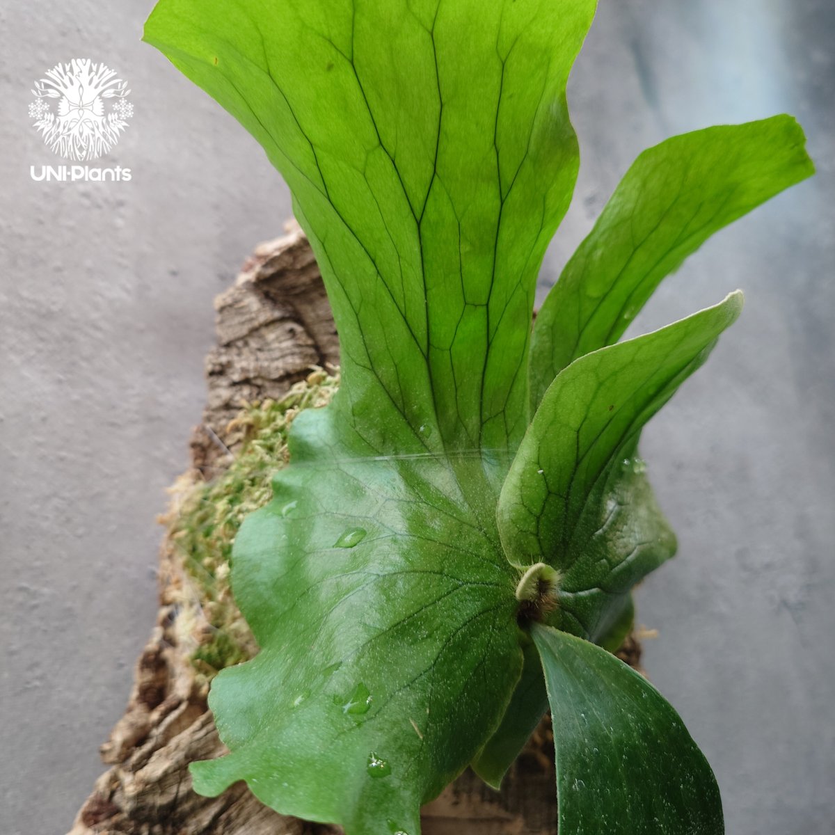 ビカクシダ エレファントティス ビカクシダ エレファントティス Platycerium elephantotis ビカクシダ原