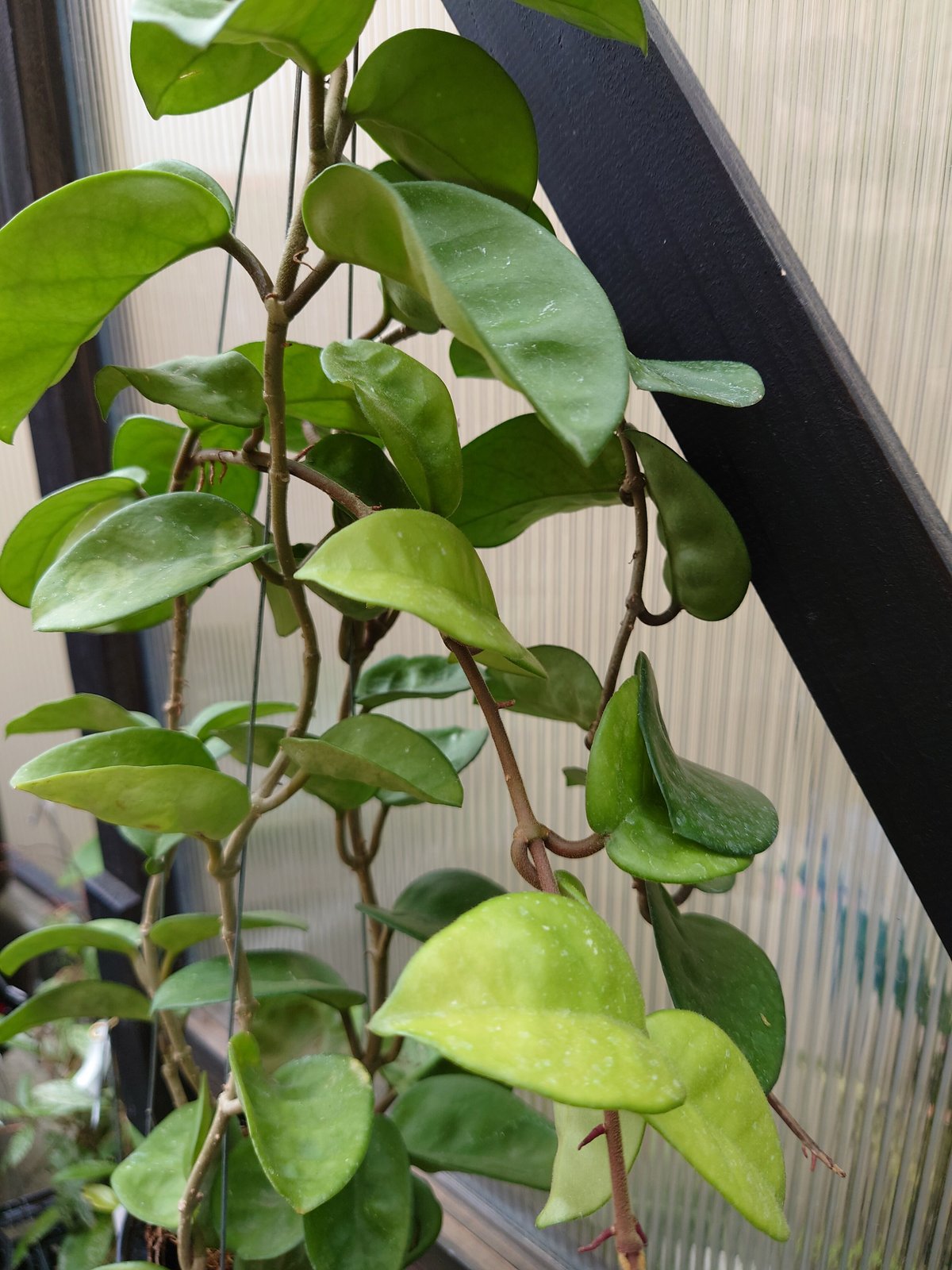 ホヤ カルノーサ クリンクル8 サクララン ホヤ植物 植物 珍奇