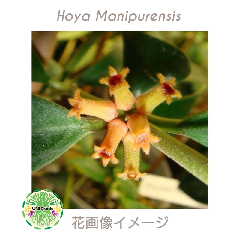 Hoya Manipurensis ホヤ マニプレンシス ホヤ植物 ホヤの花 観葉植物
