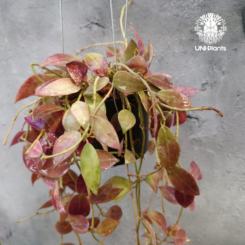 初入荷 Hoya walliniana ut152 ホヤワリニアーナ ホヤ植物 植物 初入荷 Hoya walliniana ut152 ホヤワリニアーナ ホヤ植物 植物