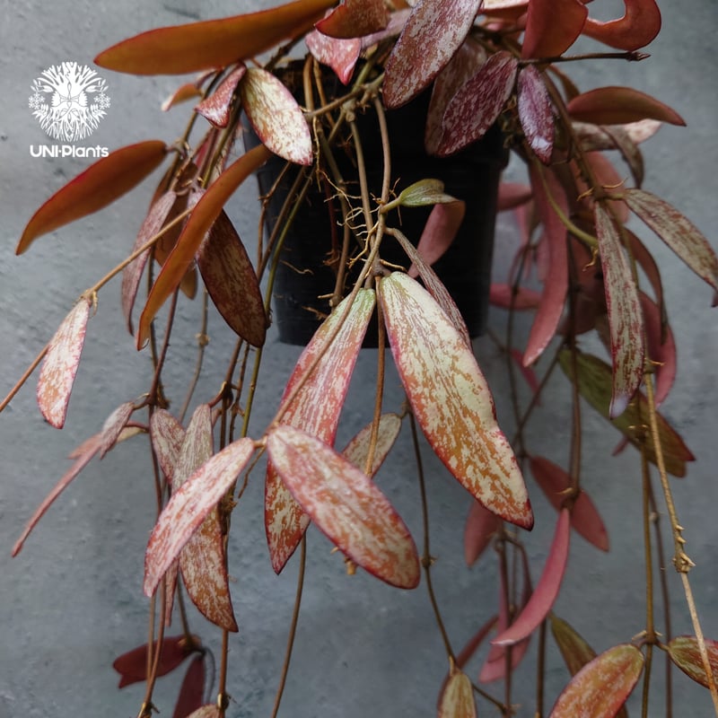 花座付き。Hoya sigillantis ホヤ シギラティス ホヤ 植物 ホヤの花