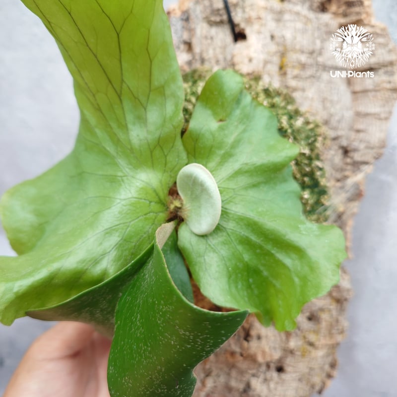 Platycerium Neptune (pup) ビカクシダ ネプチューン ビカクシダエレ