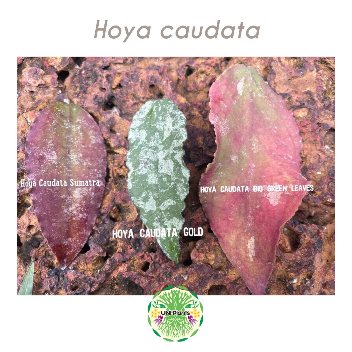 Hoya Caudata gold ホヤ カウダータ ゴールド ホヤ植物 植物 珍奇