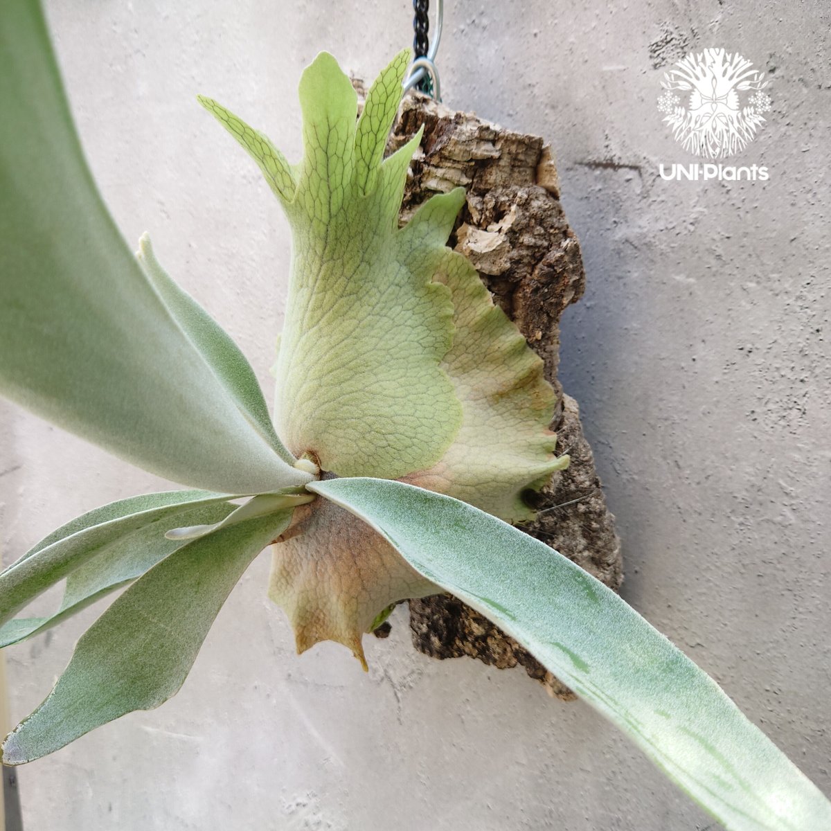 ビカクシダ ベイチー Patycerium veitchii コウモリラン ビカクシダ原種