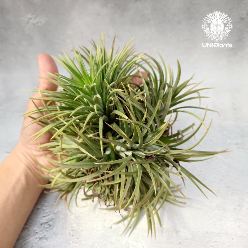 Tillandsia Ionantha (M) チランジア・イオナンタ Tillandsia
