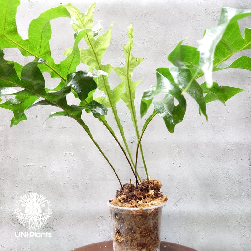 初入荷! Drynaria bonii wild ドリナリア·ボニー タイ産山採り株 観葉