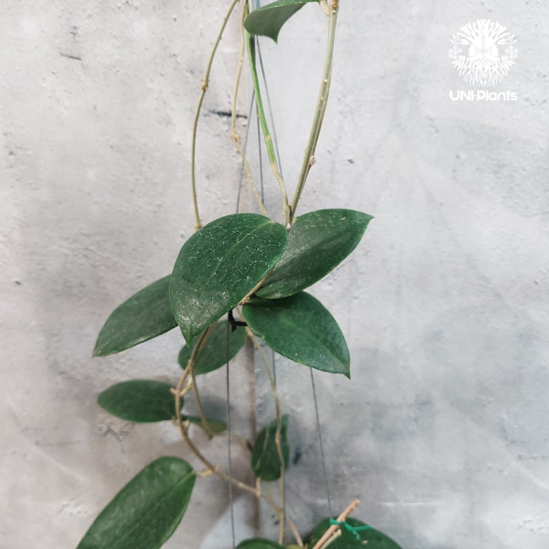 タイ直輸入・現地選抜】Hoya aldrichii | ホヤ アルドリッチ ｜希少株