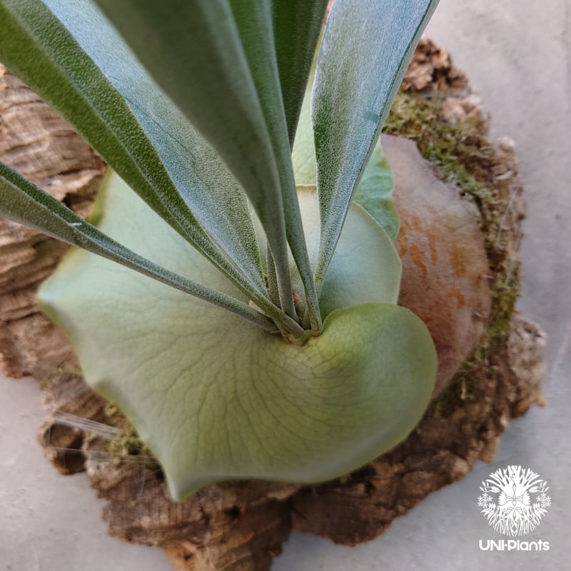 ビカクシダ アルシコルネ ビカクシダ アルシコルネ (Platycerium alcicorne)-について