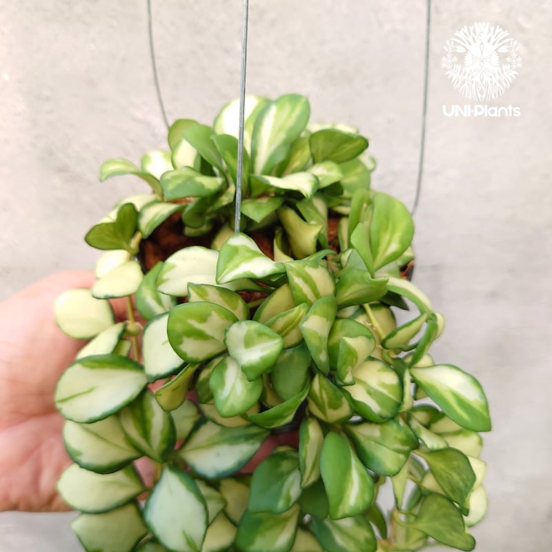 ホヤ ヘウスケリアナ バリエガータ Hoya Heuschkeliana variegata