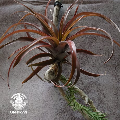 Tillandsia capitata “Marron” with Araujei ティランジア チランジア・カピタータ・マロン With アラウジェイ 珍奇植物 植物 エアプランツ ブロメリア
