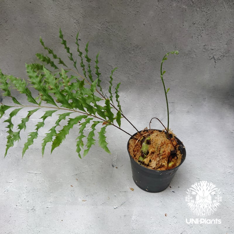 Drynaria rigidula `whitei' ドリナリア·リギデュラ'ホワイティ