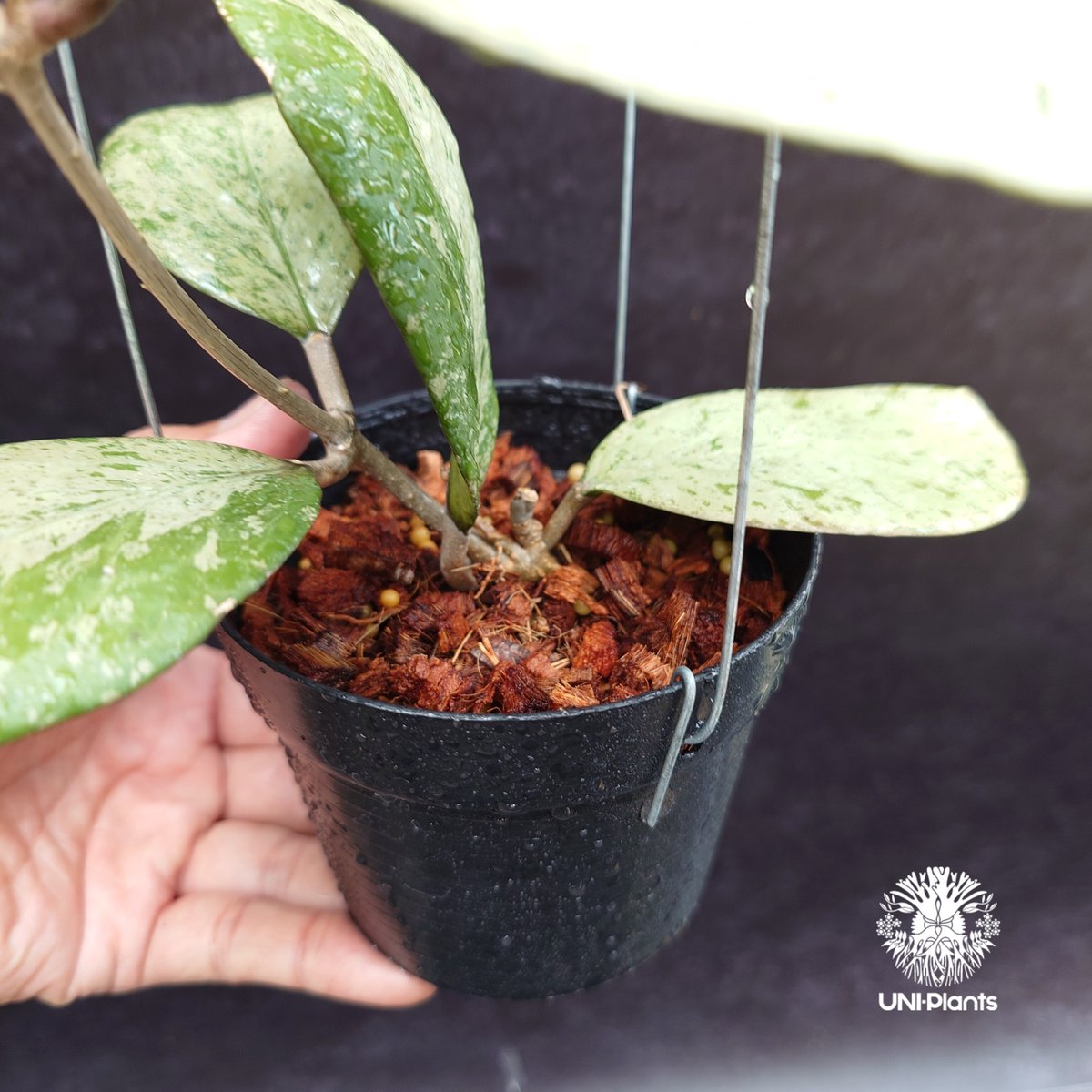 訳ありセール　レア　ホヤ　Hoya  cui silver サクララン Hoya michelle silver ホヤ植物 ホヤの花 Hoya plants 希少 レ