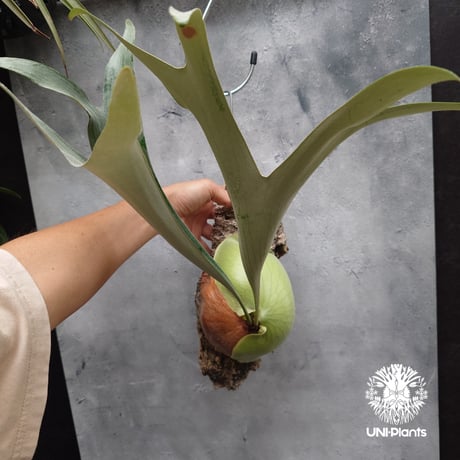Platycerium small farn ビカクシダ スモールファーン ×エリシー シダ植物 ビカクシダコルク付け 着生植物