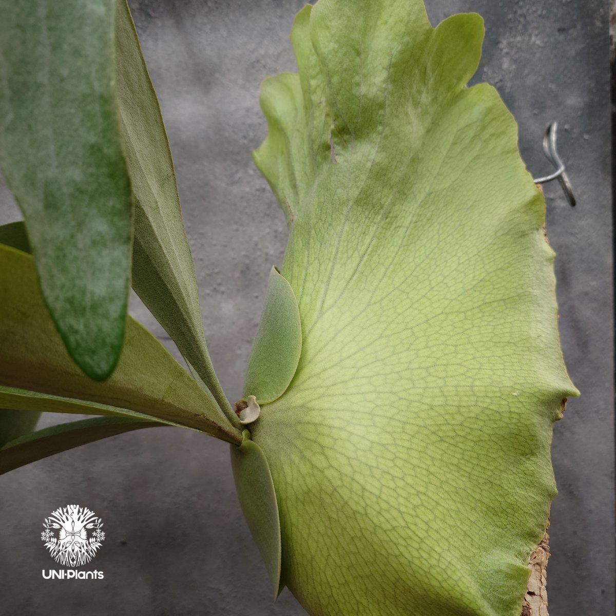 輸入株・一点物】Platycerium UAN #2｜希少種｜ビカクシダ