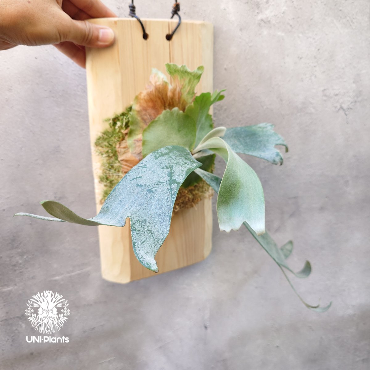 Platycerium willinckii wild East Java (pup) ビカク