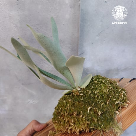 【タイ直輸入・現地選抜】Platycerium Willinckii dwarf Tatsuta,  P.Pegasus,  P.veitchii wild