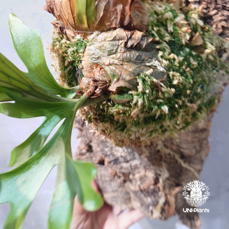 タイ直輸入・現地選抜】Platycerium coronarium 'Dragon Tree
