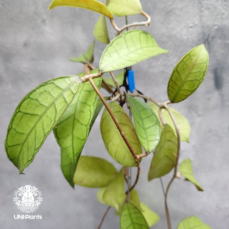 Hoya Gunung gading ホヤ グヌンガディング ホヤ植物 ホヤの花 Hoya p