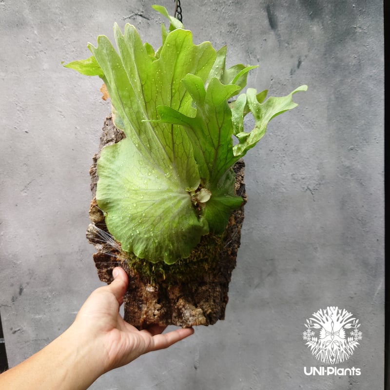値下げ日　ビカクシダ　ワリチー　大株 初入荷! ビカクシダ ワリチー Platycerium wallichii コウモリ