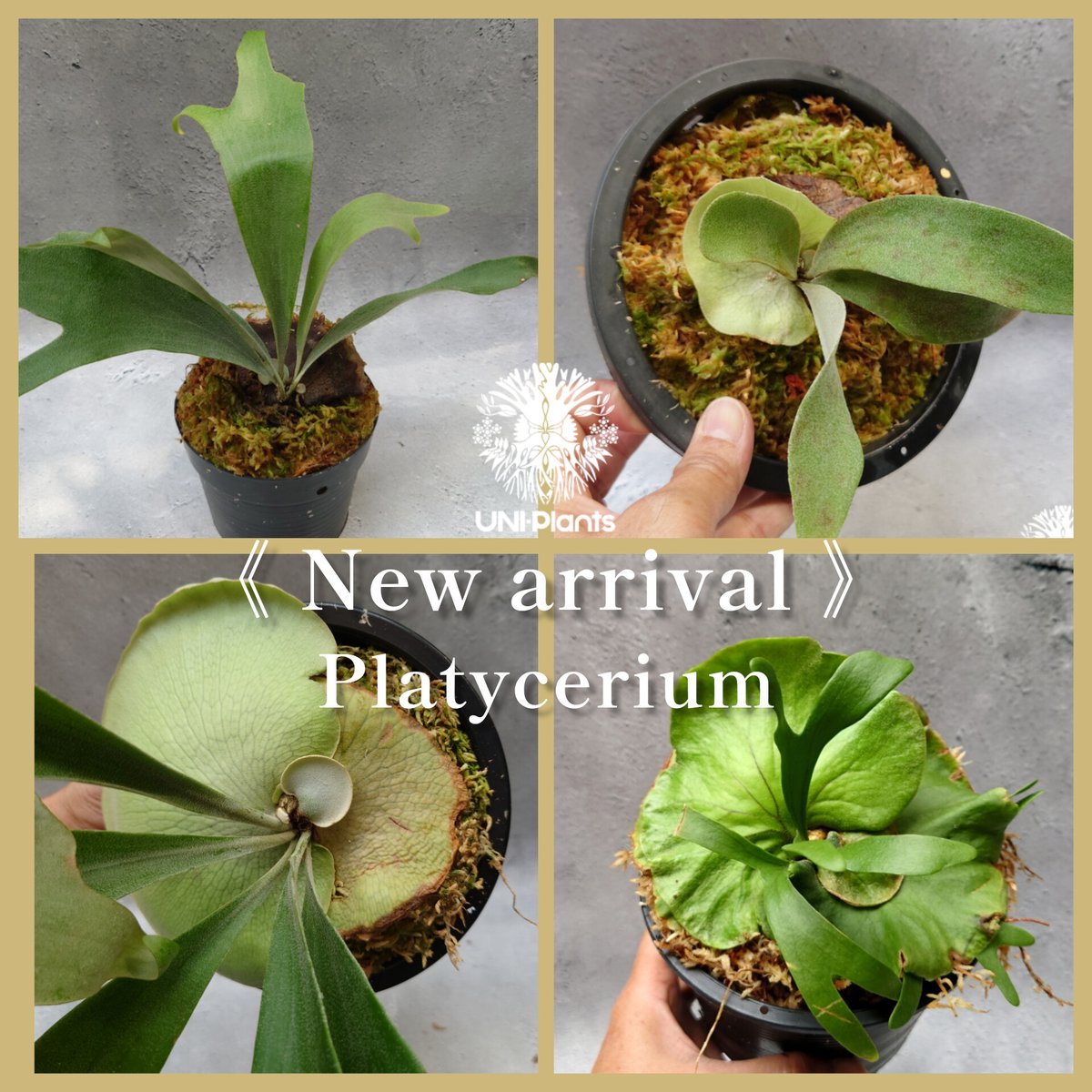 ビカクシダ 4品種販売 | UNI-Plants ビカクシダ、ホヤ植物、着生蘭