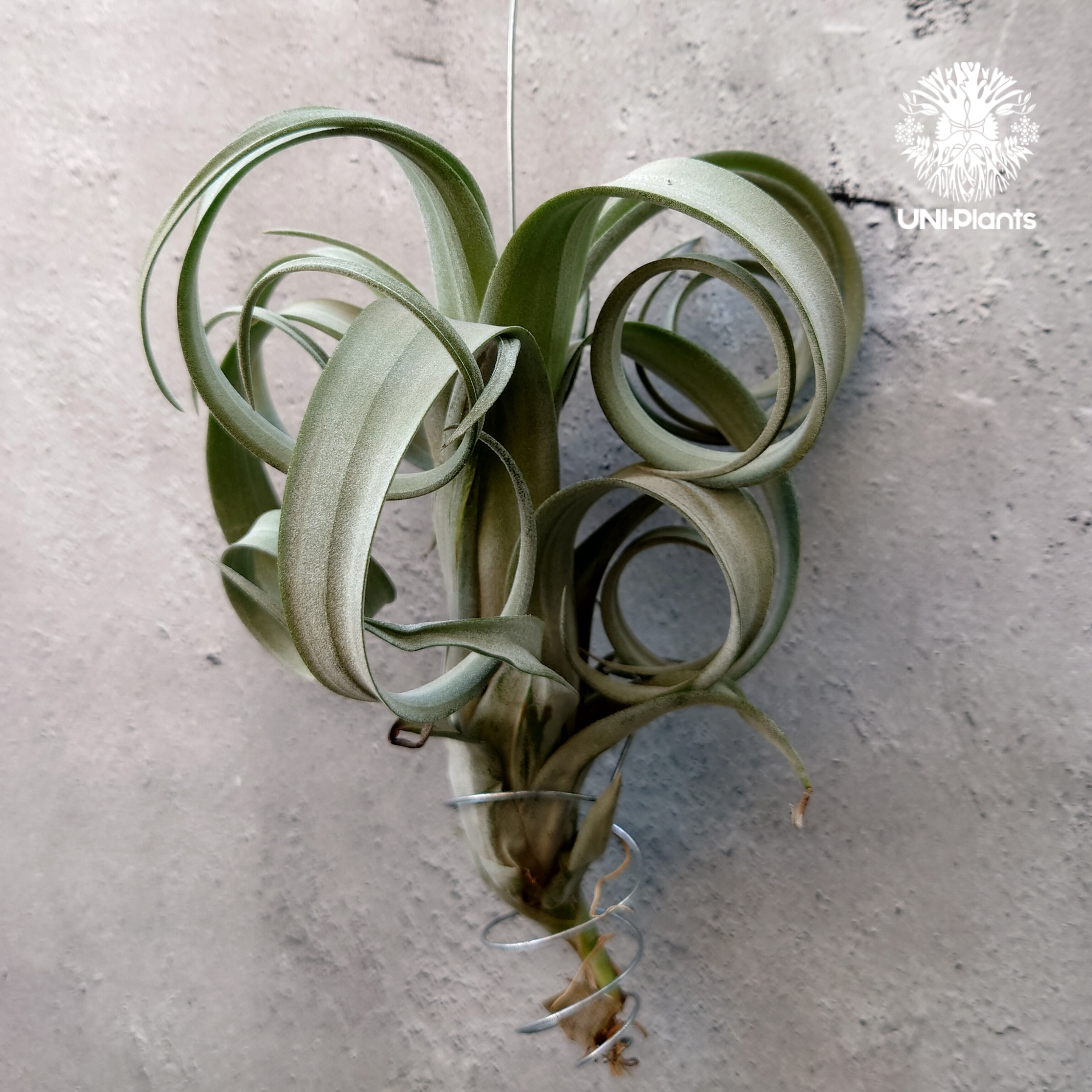Tillandsia Curly slim チランジア カーリースリム Hybrid-Till