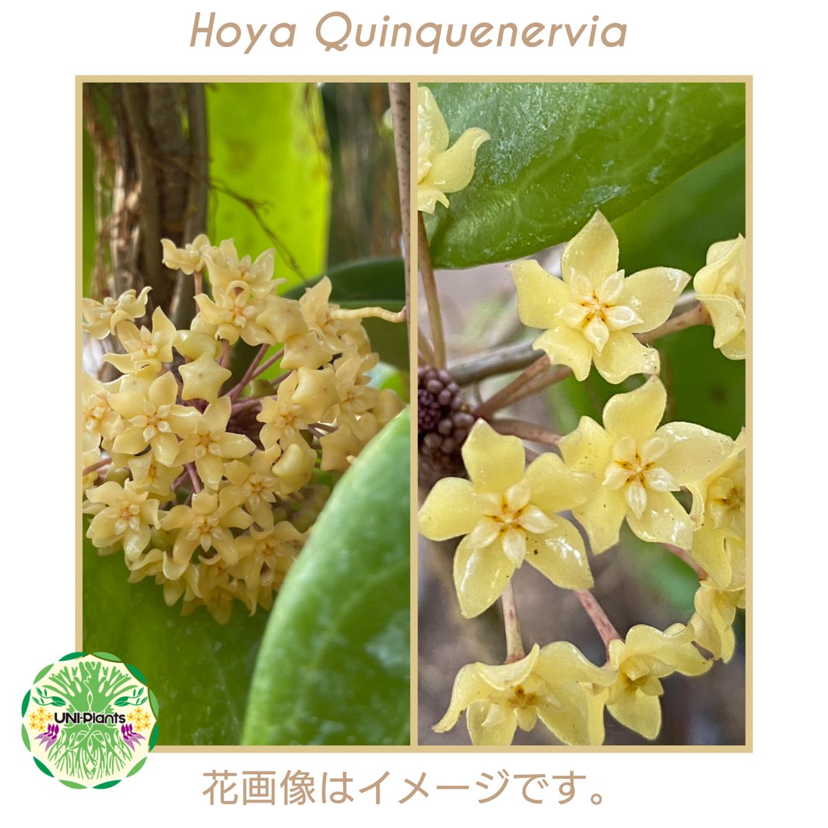 Hoya Quinquenervia ホヤ クインケナービア ホヤ植物 ホヤの花 観葉