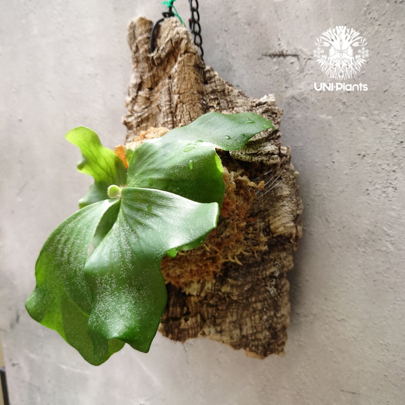 ビカクシダ エレファントティス Platycerium elephantotis コウモリラン