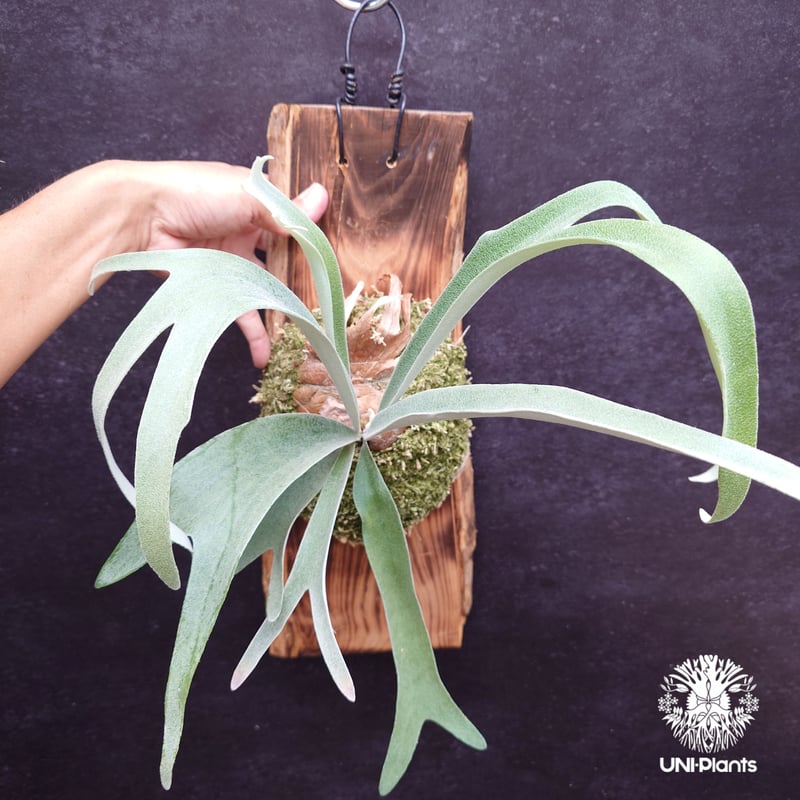 Patycerium veitchii ' Nukul ' ビカクシダ ベイチー シダ植物 ビ