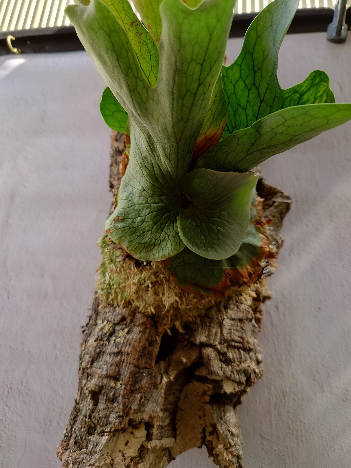 ビカクシダ ワンダエ Platycerium wandae コウモリラン