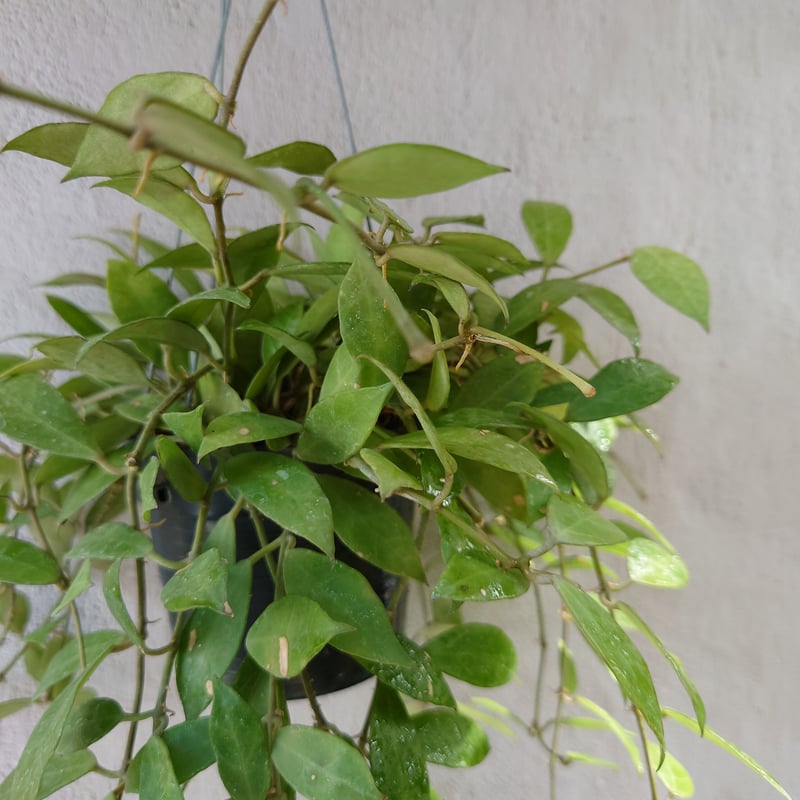 ホヤ レベッカ サクララン Hoya cv.Rebecca ホヤ植物 植物 珍奇