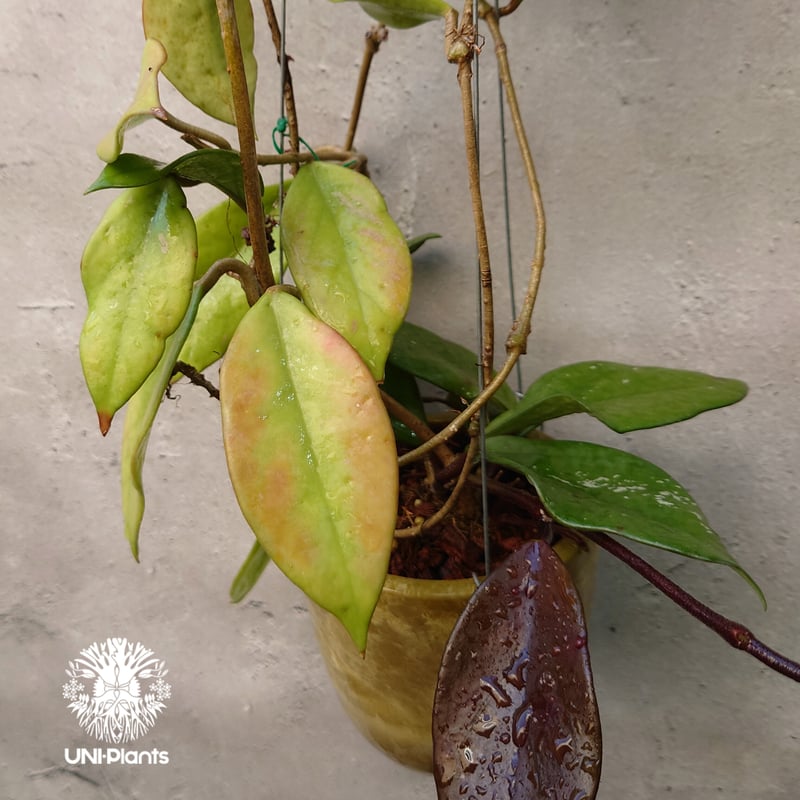 ホヤ プビカリクス ロイヤル ハワイアン パープル 花座付き ホヤ植物