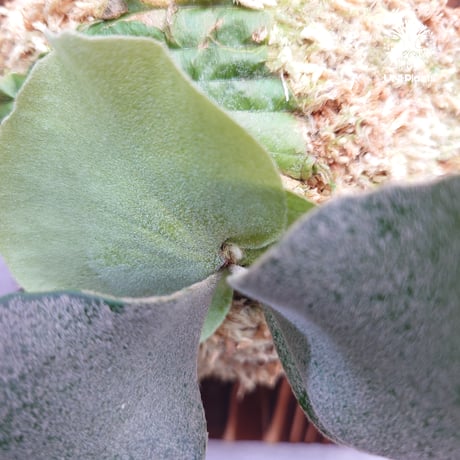 Platycerium willinckii wild cat(spore) ビカクシダ ウィリンキー ワイルドキャッツ Platycerium ビカクシダ板付 着生植物 シダ植物